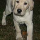 shelly fox - @shellysfox4 - Twitter