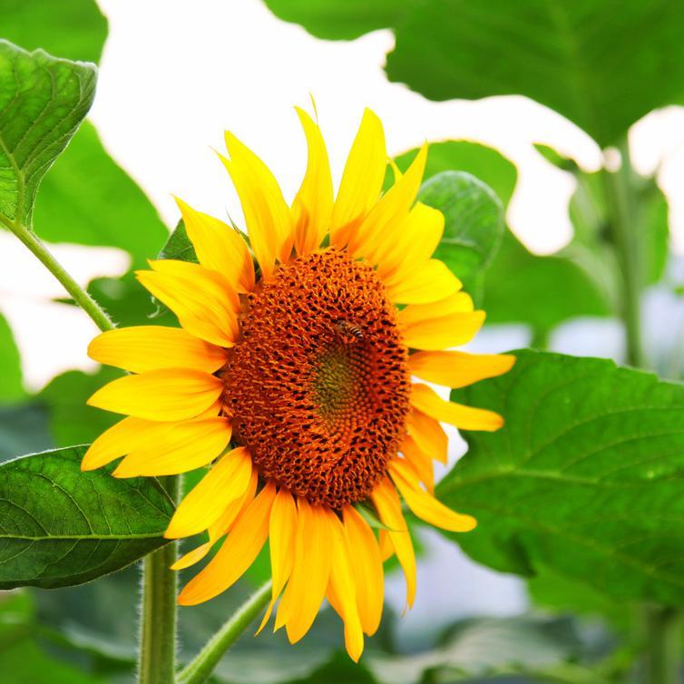 huoshanlu's profile picture.