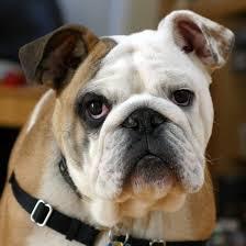 Sycamore Middle School, 6-8 Grade in Gridley, CA #gridleyEd #bullpupPride