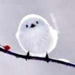 とってもかわいい鳥たちの画像を紹介します！おもわずほっこりしてしまいます！気に入ってくださったらリツイートお願いします！