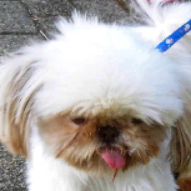 magicacalle's profile picture. Bisutería hecha con terciopelo, cristales, drama y amor.