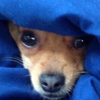 Noah Taylor (@helpdewy) 's Twitter Profile