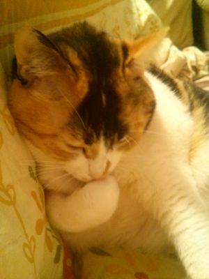 nyaaansora's profile picture. 