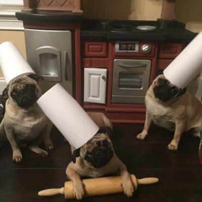 our pugs are our children and we want them to have the very best. we make all natural human grade treats. no additives or preservatives.