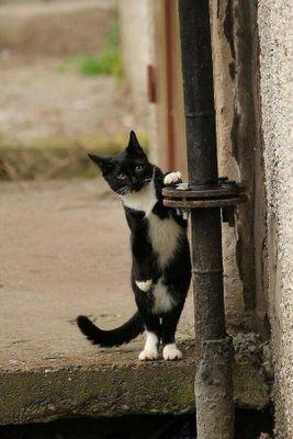 飼猫ミーニャ♀/長期1スイング6デイトレ3据膳食わぬは恥/瑠璃も玻璃も何も宝玉/人は判断することにストレスを感じる/無駄なトレード怪我の元/ニッチ大好き/相場の虐めにリバウンドメンタリティで耐え忍ぶ「鋼のメンタル」⇨目指せ「ストレスフリー」ニッコリヨロピク~ン♂