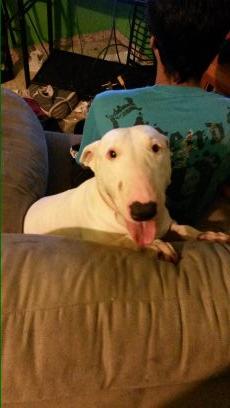 SatanPrincess69's profile picture. 97' // Stoner // LaVeyan // Tattoos and Piercings // DM for Instagram // Babe ______________________________________________________ Puerto Rico - Huma