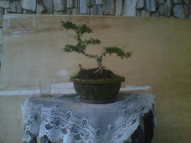 Penjual tanaman bonsai. Untuk order bisa di invite 3148B973. Arcamanik, Binamarga