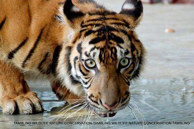 #HarimauSumateraTWNC #SaveForTiger #SumatranTiger #HarimauSumatra #TamblingWildlifeNatureConservation #TWNC