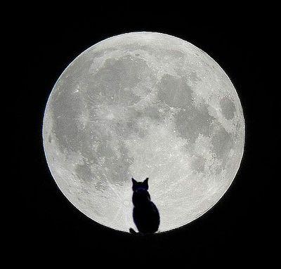 mooncatvoice Profile Picture