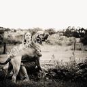 donna stirling - @mantassikennels - Twitter