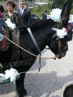 ap_amedeo's profile picture. 