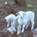 Lumani White Dorpers (@lumaniwd) Twitter profile photo