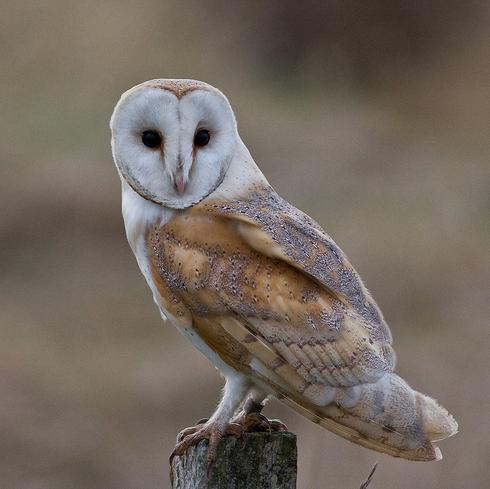 Enjoy sitting on posts looking at cars going past. Hobbies include flying about hunting for small rodents and hang gliding.
