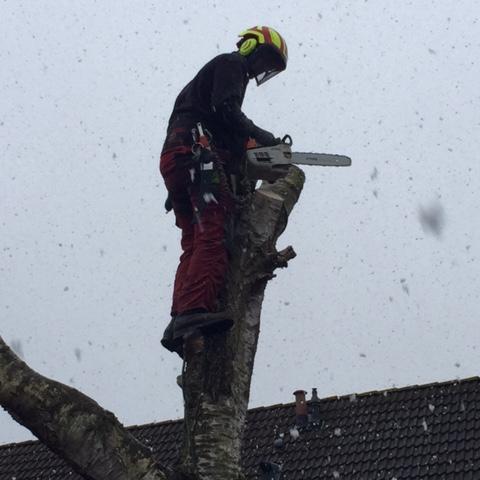 Goedbomenrooien's profile picture. 