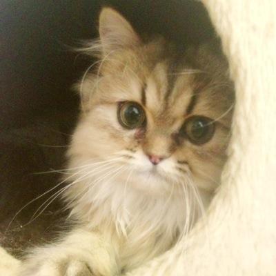 チンチラゴールデンの女の子です