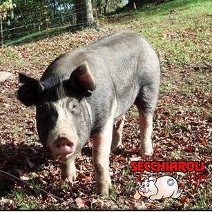 Family owned and operated since 1911, we raise pigs for pig roasts and retail pork. shop for pork online, link in website.  Faith. Family. Farming. 🐖