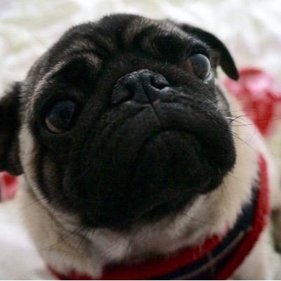 #packerpug life is a beach, especially at Grandma's house!