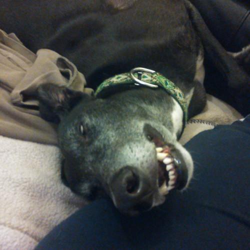 I am an ex-racing greyhound called Come On Dave. These days I'm retired and everyone just calls me Dave.