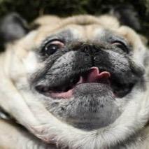 im not fat im fluffy. jk