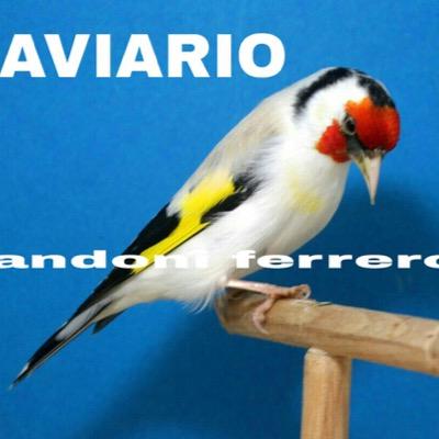 @andoniferrero