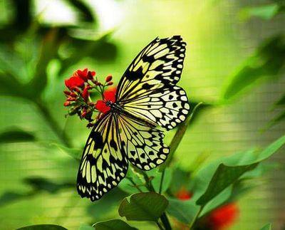 DIROLBAGS's profile picture. Mi creencia Jesús nuestro único camino a la vida eterna mi lema con fe constancia y perseverancia todo se logra