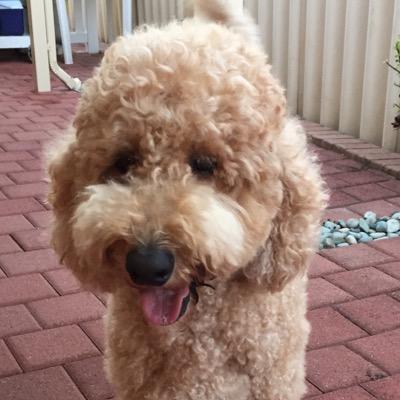 3 year old Groodle from Perth, Western Australia. Follow me on twitter and instagram (#milothegroodle). Lover of human food and anything Pink!