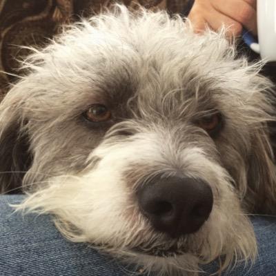 the cutest dog you'll ever meet. the youngest brother to Ralph, Vinny, Grace, Mike & Michelle