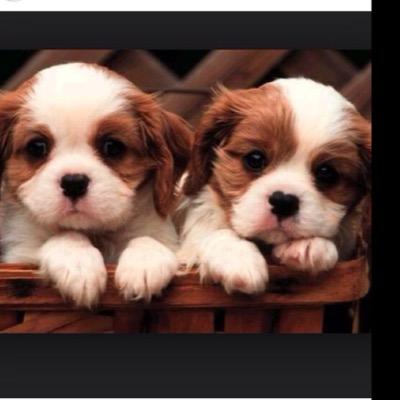 guugerman's profile picture. Nothing Can Stop You From Your Dream ... Unless its Stupid or You Are Bad at it Didnt see that coming huh?