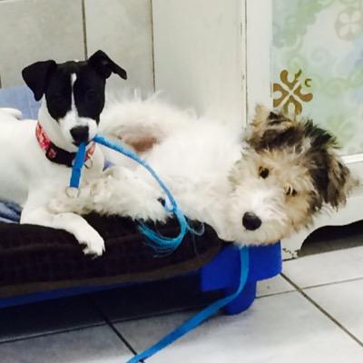 We offer full grooming services for all of your pet's needs! Experienced and caring groomers available Monday through Saturday. Doggie daycare also available!