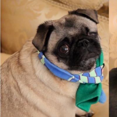 Sup bitches. You can call me Puga Chan. Im my own slut. Bring me food and we can be friends.