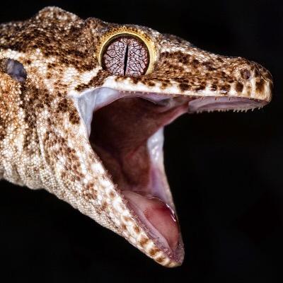 High quality reptile macro photographs.
 #ReptileMacro
Submit photos to  reptilemacro@gmail.com 
All photos belong to their respective owners.