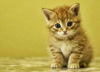 loopi_doo's profile picture. 