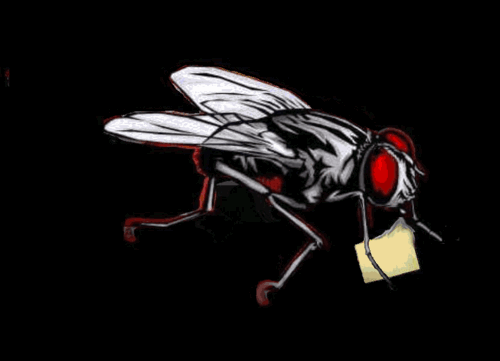 I am the Filefly.