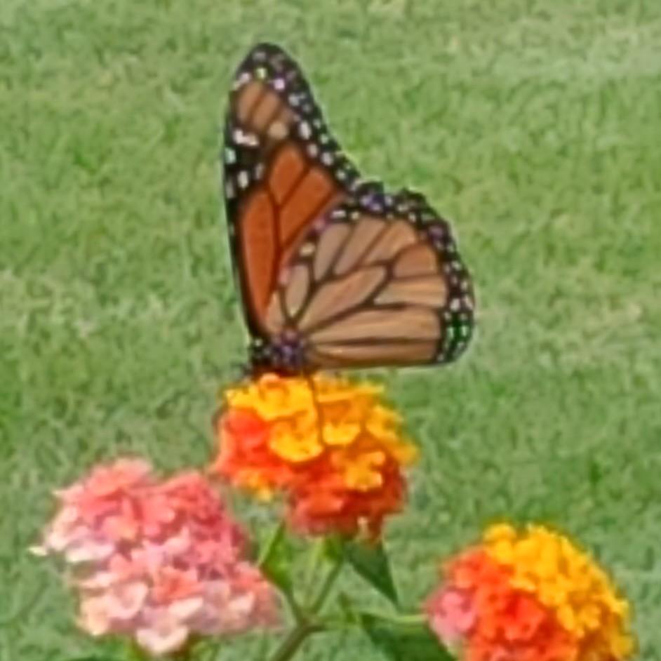 Passions: Outdoor/Env. Education, organic/school gardening, monarchs, Chesapeake Bay, NCLI, sustainable living, genealogy, SEVa . history, Wm&Mary. Locavore!