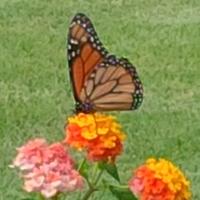 Sally Lewis (@grnteach) 's Twitter Profile