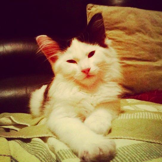 Adopted Ryan and Mieke (peasants) on November 10th 2014. Toilet trained. Favourites: Shrimp, popcorn, feet and cougars.