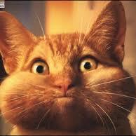 christellejanin's profile picture. 