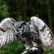 Marenje's profile picture. An animal communicator and transformational coach helping you with your relationships with other people or your pets.