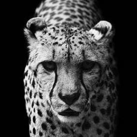 robozip4's profile picture. ZV