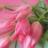 nadija_chernej's profile image
