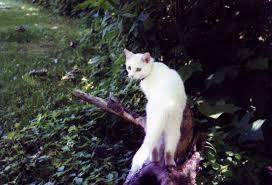 Female /I know I'm small .. but that doesn't mean I'm not strong enough to fight!I'm often alone and hated .. /single