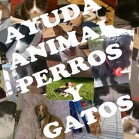 Ayuda Animal (@ayudaanimalpyg) 's Twitter Profile