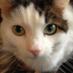 honknoel (@honknoel) Twitter profile photo