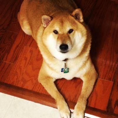 kiyo_kenji's profile picture. 