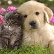 I share #pet care tips, product reviews, and how to get the best #deals on pet supplies.  #Free pet savings at http://t.co/MqEp83HqeG