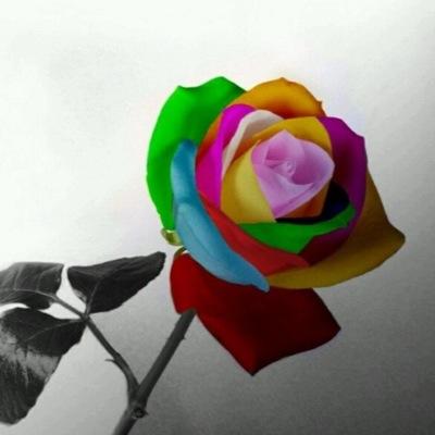 bethanyrules3's profile picture. Hi my name is Bethany. My dream is to become a youtuber and meet all kinds of other people. I dont have a youtube yet but I will very soon.