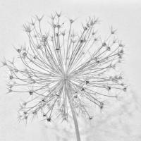 Homesown (@developingplot) 's Twitter Profile