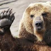 emergency_bear's profile picture. 