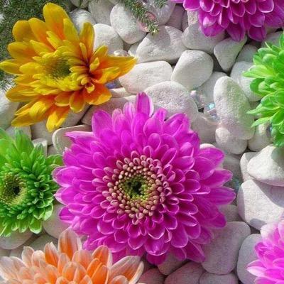 dconway24's profile picture. Communicator