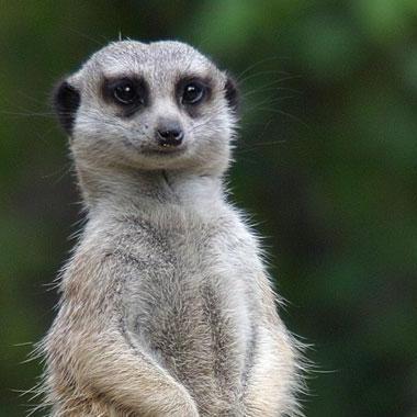 meerkat____'s profile picture. aww retweet Cute meerkat emergency aww follow RETWEET to get more cute guinea MEERKATs aww #cute_animals @cuddlycutepets @cutebabypix @cute_pigs #meerkat #cute